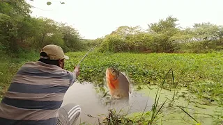 Fish hunting||Fishing For Rupchanda Fish Like Piranha Fish