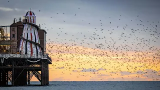 Mesmerising Starling murmuration at Brighton Pier | 2022