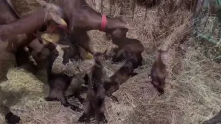 Коза-героиня родила 5 козлят!
