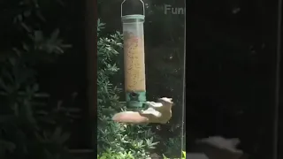 Funny spinning Squirrel 🐿