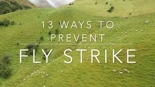 Fly Strike Prevention; The 13 Things You're Missing! | Sez the Vet