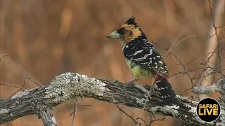 safariLIVE - Sunset Safari - August 28, 2019