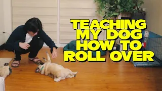TEACHING MY DOG HOW TO ROLL OVER