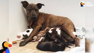 Growling Stray Dog Protecting Her Puppies Slowly Trusts Rescuers | The Dodo
