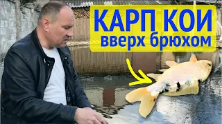 Карп Кои вверх пузом  Что делать? Заболела рыба в пруду. Как я лечил рыбу.