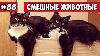 Смешные животные - синхронные котики | Bazuzu Video ТОП подборка 88, январь 2018