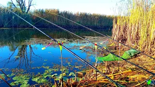 ДОЧЕКАВСЯ РАНКУ І ВІДРАЗУ ПОПЕРЛО. Рибалка на кормачки