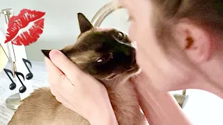 Stealing Kisses from Simon the Siamese Cat #shorts