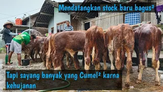 Mendatangkan stock baru 21 ekor || 25 Apr 24 || By Nikmah lembu