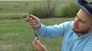 Медянка очень редкая находка под Николаевом / Coronella austriaca very rare find near Nikolaev