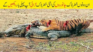 مگرمچھ اورچیتا ایک دوسرے کو موت کے گھاٹ کیوں اتار دیتے ہیں | This Is Why Crocodiles Hate Jaguars