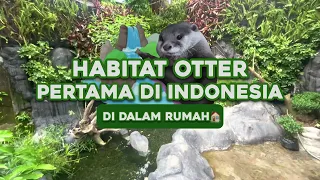 HABITAT OTTER INDONESIA PERTAMA YANG ADA DI RUMAH!