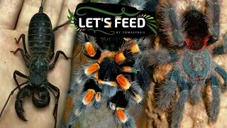 Let's Feed | Acid Spraying Vinegaroon and Tarantulas