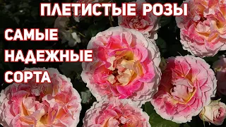 Плетистые розы, лучшие сорта для вашего сада! Только лучшие и проверенные сорта.