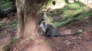 Ethiopia Monkey Entoto Park in Adis Ababa