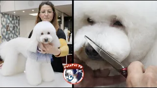 PELUQUERÍA CANINA, hacer cara bonita caniche, ASIAN caniche estilo coreano,  ESTER CATALÁN Samis