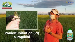 Paano nakakatulong ang 3Gs FOLIAR FERTILIZER sa Palay?