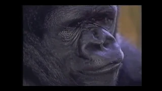 A Tribute to Koko