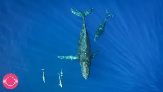 Relaxing Whales & Dolphins Underwater | 10 Hours of Submerged Calm Background Ambience, Sleep, Study