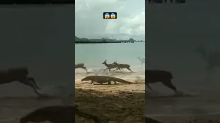 Komodo Dragon Running Chase Herd Deer (Strategy Hunting) 🦌😱 #shorts #wildlife #animals #viral