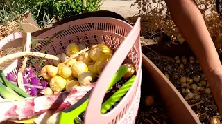 Harvesting food | Sweet spicy #salsa #gardening #harvest #garden #growingfood #victorygarden