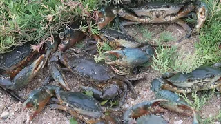 Rushing into the "crab pile" and found that crab nests are everywhere in the seagrass