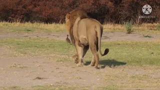 Big male lion from Okavango Delta walking