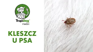 Tropidog radzi #03 - Ochrona psa przed kleszczami