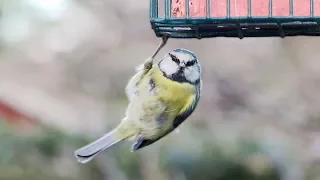 An Update on a Very Special Blue Tit