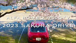 2023 SAKURA DRIVE |アルファロメオ ジュリアで桜を楽しむ | Enjoy Sakura with Alfa Romeo Giulia 1750GTV