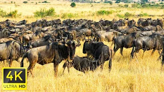 4K African Animals: Mole National Park - Amazing African Wildlife Footage with Real Sounds