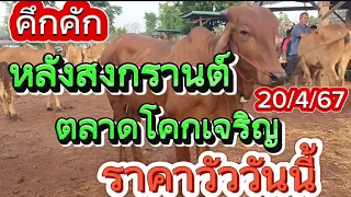 20/4/67 สำรวจราคาวัวหลังสงกรานต์ตลาดโคกเจริญ อ.สว่าง จ.สกลนคร #ราคาวัววันนี้ #ตลาดนัดโคกระบือ