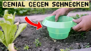 Schneckenkragen richtig verwenden - Tipps und Tricks zum Schutz von Gemüses im Garten vor Schnecken