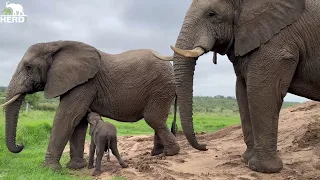 The Amazing Moment Elephant Orphan, Phabeni Meets Bulls Sebakwe & Somopane!