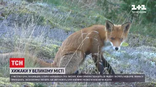 Руді та невловимі: у звичайному парку у Київській області розвелися лисиці