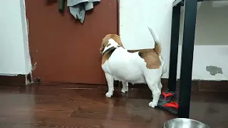 Barbie Beagle ko kahan jaana hai😝?