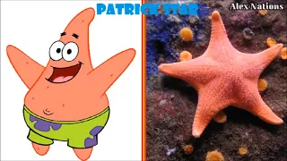 Secrets of Spongebob Squarepants characters in the real world!