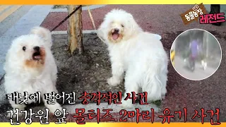 [TV 동물농장 레전드/SUB] ’대낮에 벌어진 몰티즈 2마리 유기 사건’ 풀버전 다시보기 #TV동물농장 #AnimalFarm #SBSstory