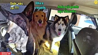 3 Cães grandes em um Uno..kkkkkk -  Acho q preciso de um carro maior