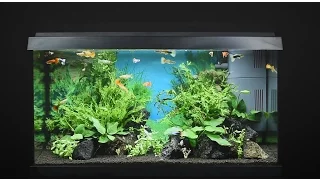 Juwel Aquarium Primo 60 - 60l Einrichtungsbeispiel / Tutorial