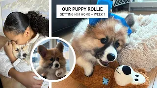 Fluffy Corgi Puppy, Getting a Corgi, First Day Home, What's In Our Puppy Bag, Rollie the Fluffy