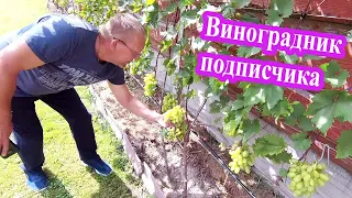 🔴🔴Зачётный виноградник моего подписчика. Виноград