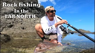 rock fishing for big snapper. Far north New Zealand 🇳🇿