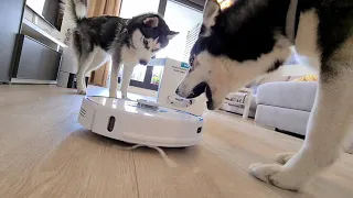 Will My Dogs Get Along with Viomi Robot Vacuum Alpha UV (S9)? What Would They Do?!