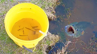 Bass Love Live Gizzard Shad!