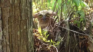 Owls, snakes, wildlife at Pasir Ris Park Car park B & C. 8 Mar-15 Apr 2024- Birding in Singapore.