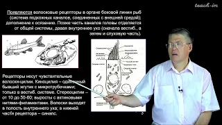 Дубынин В. А. - 100 часов школьной биологии - 1.21. Вестибулярная и слуховая чувствительность