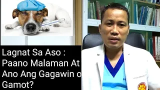 Lagnat Sa Aso : Paano Malaman At Ano Magandang Gawin o Gamot?