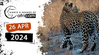 Sights and Sounds of Africam - 26 April 2024