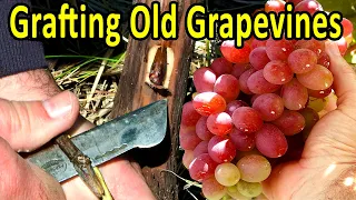 GRAFTING OLD GRAPEVINES | 1 YEAR GRAFT UPDATE WITH FRUITS